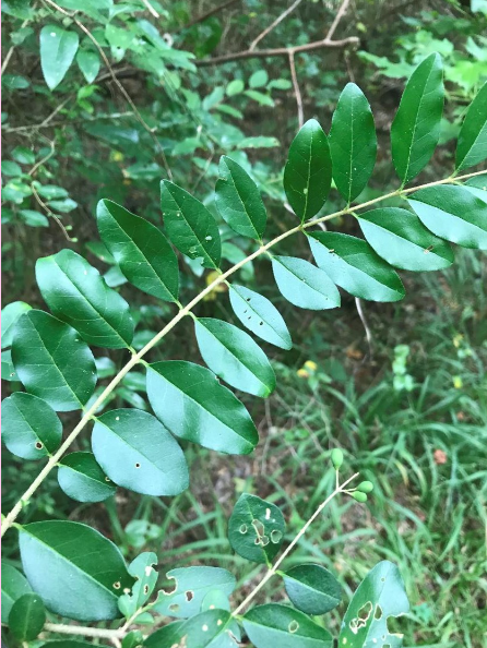 <p>This is a native species</p><p>True or False</p><p></p>