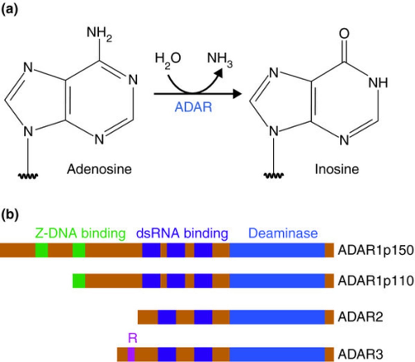 <p>Adenosine Deaminase Acting on RNA (ADAR) is an enzyme involved in RNA editing that converts adenosine residues into inosine via hydrolytic deamination.</p>
