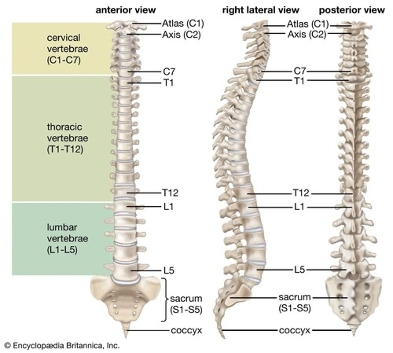 <p>The 7 vertebrae in the neck region of the vertebral column.</p>