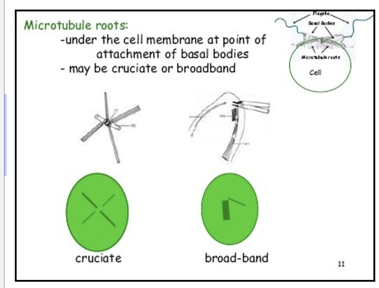 <ul><li><p>Broad-band with second smaller root - Charophyceae</p></li><li><p>Cruciate - Ulvophyceae and Chlorophyceae</p></li></ul><p></p>