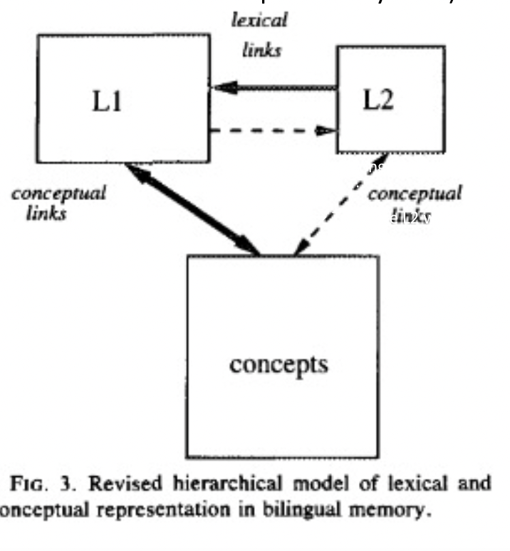 <p>Why does L1 have a stronger connection with concepts?</p>