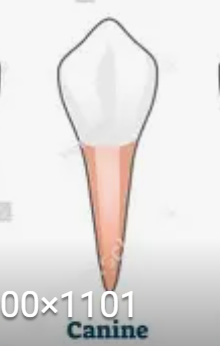 <p>The pointy teeth next to your incisors for tearing food.</p>