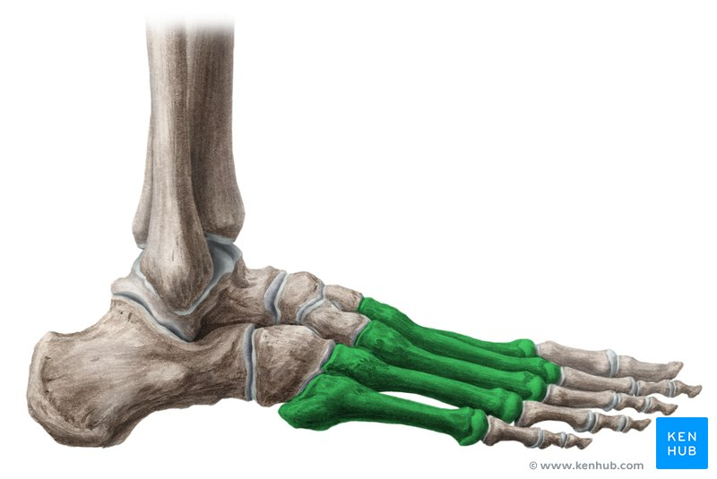 <p>What bone is this? </p>