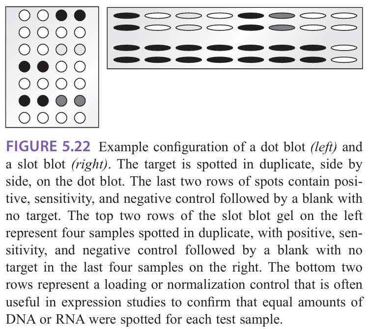 <p class="Paragraph SCXW125137176 BCX0" style="text-align: left;"><span style="line-height: 18px;">Dot/slot blots: target DNA/RNA is deposited directly on the membrane by means of various devices (ex: vacuum system)&nbsp;</span></p><ul><li><p class="Paragraph SCXW125137176 BCX0" style="text-align: left;"><span style="line-height: 18px;">Applied to expression, mutation, and amplification/deletion analyses&nbsp;</span></p><ul><li><p class="Paragraph SCXW125137176 BCX0" style="text-align: left;"><span style="line-height: 18px;">Determination of size is not required&nbsp;</span></p></li></ul></li></ul><ul><li><p class="Paragraph SCXW125137176 BCX0" style="text-align: left;"><span style="line-height: 18px;">Most efficient on less complex samples&nbsp;</span></p></li></ul><p class="Paragraph SCXW125137176 BCX0" style="text-align: left;"><span style="line-height: 18px;"><u>Dot blots</u> = target is deposited in a circle or dot&nbsp;</span></p><ul><li><p class="Paragraph SCXW125137176 BCX0" style="text-align: left;"><span style="line-height: 18px;">More useful for multiple qualitative analyses where many targets are being compared (mutational screening)&nbsp;</span></p></li></ul><ul><li><p class="Paragraph SCXW125137176 BCX0" style="text-align: left;"><span style="line-height: 18px;">Ability to test and analyze larger numbers of samples at the same time&nbsp;</span></p></li></ul><p class="Paragraph SCXW125137176 BCX0" style="text-align: left;"><span style="line-height: 18px;"><u>Slot blots</u> = target is deposited in an oblong bar&nbsp;</span></p><ul><li><p class="Paragraph SCXW125137176 BCX0" style="text-align: left;"><span style="line-height: 18px;">More accurate for quantification by densitometry scanning because they eliminate the error that may arise from scanning through a circular target&nbsp;</span></p></li></ul><p></p>