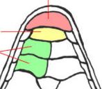 <p>yellow scales</p>