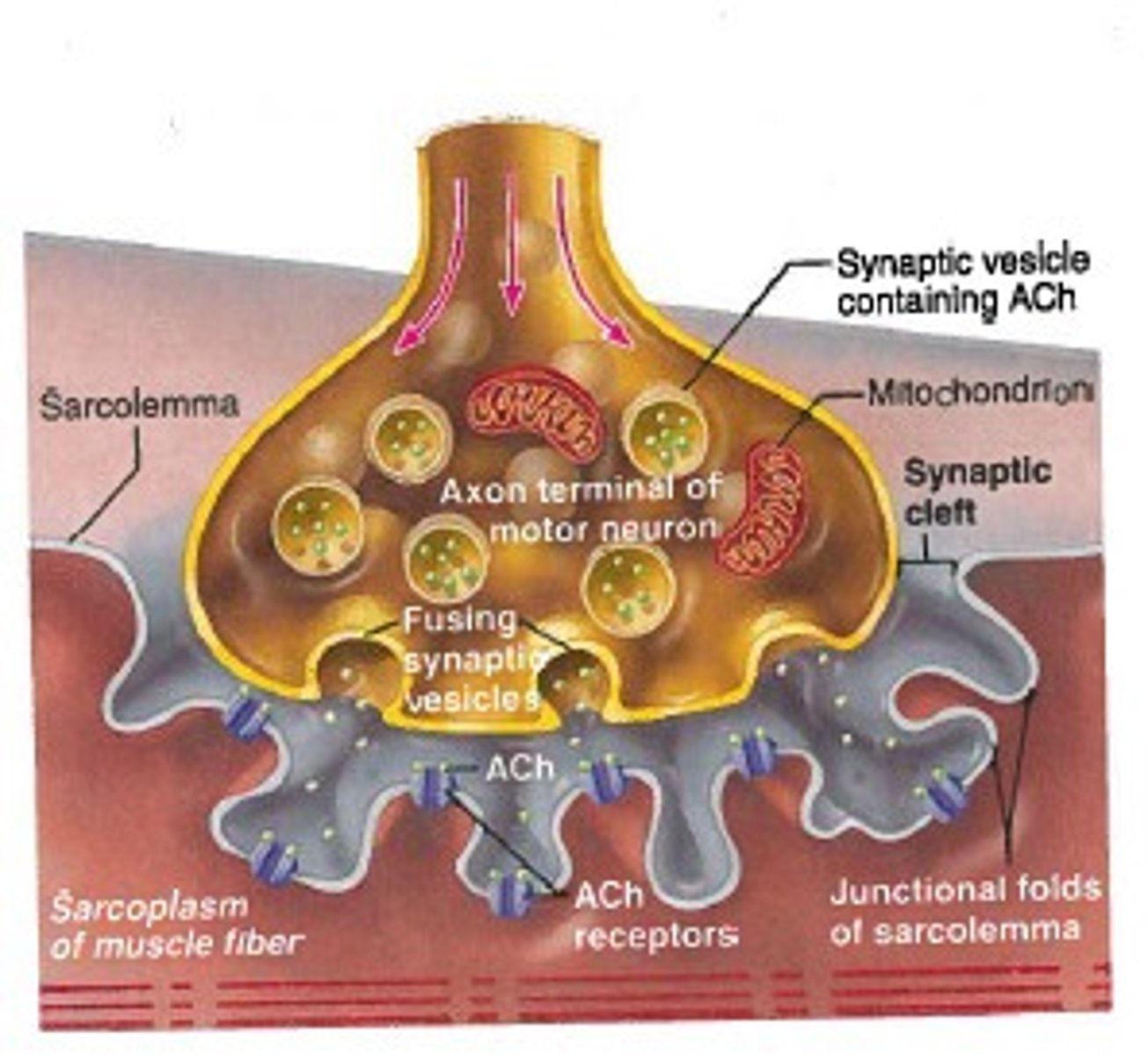 <p>Receptor proteins in the motor end plate of the sarcolemma that bind to ACh.</p>