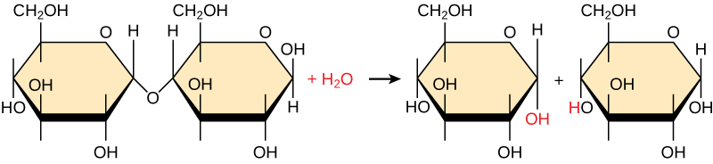 <p>Is the reaction hydrolysis or dehydration? </p>