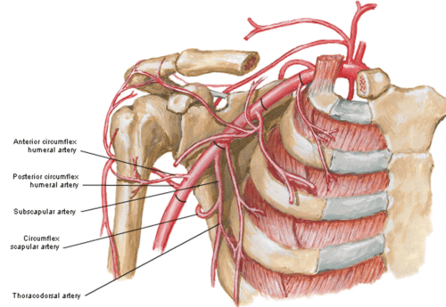 <p>-Course: they encircle the surgical neck of the humerus, anastomosing laterally with each other</p><p>-Supply: glenohumeral joint and surrounding muscles</p>
