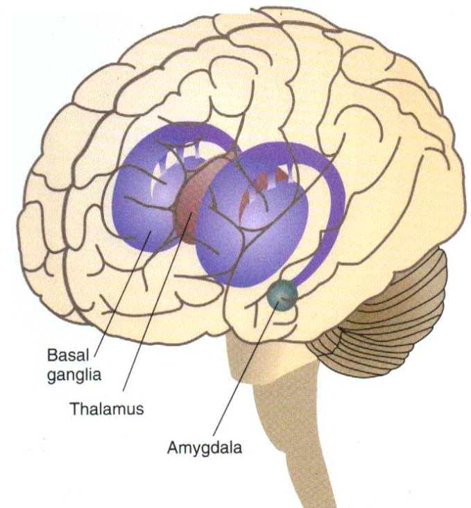 <p><span>Neuroanatomy (sub-cortical circuits)</span></p>