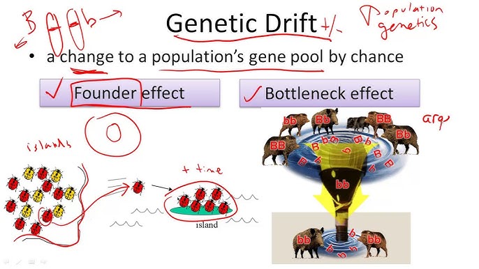 <p><span>change in the frequency of an allele in a population. It occurs due to chance by <strong>bottleneck effect </strong>(if population is wiped by natural disaster a change in alleles will occur) and <strong>founder effect</strong> (If a small proportion of the original population establishes a new population or colony, it may have a different allele frequency)</span></p>