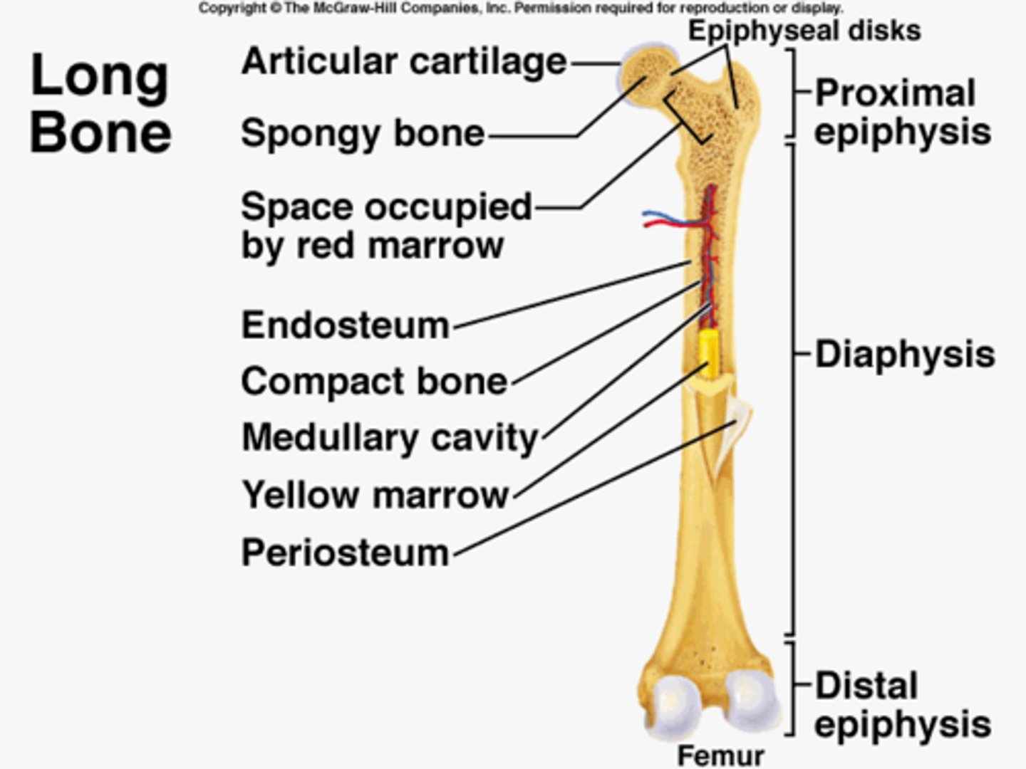 <p>Double-layered connective tissue that covers and nourishes the bone.</p>