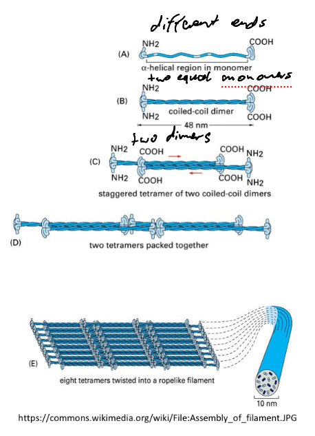 <p>A. Monomers: large molecules with folded ends.</p><p>B. Dimers: Two monomers parallel in the same direction.</p><p>C. Tetramers: 2 dimers in opposite directions</p><p>D. Tetramers will group from end to end and form a</p><p>protofilament.</p><p>E. 8 protofilaments associate and finally form the</p><p>intermediate filament.</p>