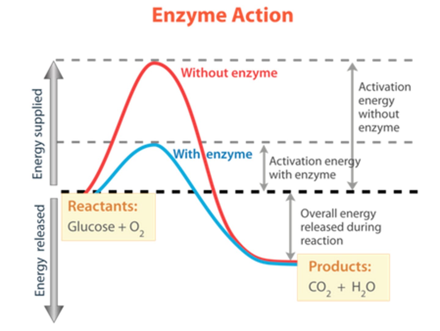 <p>with these type of reactions the rate of product formation is greatly influenced by the concentrations of the reactants</p>