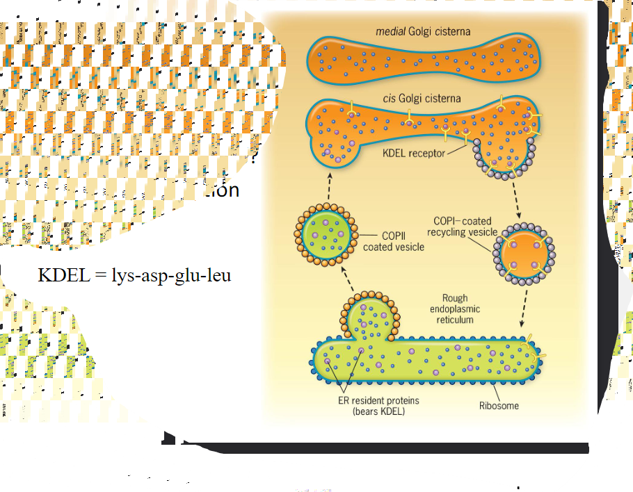 <ul><li><p>How do these maintain \n proper distribution of \n RER and Golgi proteins?</p><ul><li><p>Look in book</p></li></ul></li><li><p><mark data-color="red">How does recognition occur?</mark></p><ul><li><p>Resident proteins of the ER have amino acid sequences that lead to their retrieval from the Golgi complex if theory is accidentally incorporated into a Golgi-bound transport vesicle. <u>Soluble ER proteins bear the retrieval signal KDEL</u>. Retrieval is accomplished as soluble ER proteins are going to bind to KDEL receptors that reside in the membranous wall of cis Golgi compartments. <mark data-color="red">The KDEL receptors then bind to proteins of the COPI coat</mark> allowing the whole complex to be recycled back to the ER&gt;</p></li></ul></li></ul>