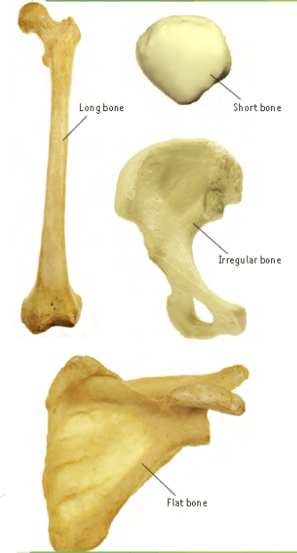 * made up of compact bone and spongy bone
* there are four principal types of bone based on shape; long bones, short bones, flat bones, and irregular bones