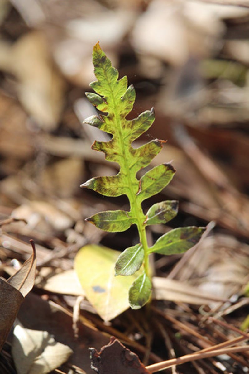 <p>what is the name of the plant pictured here?</p>