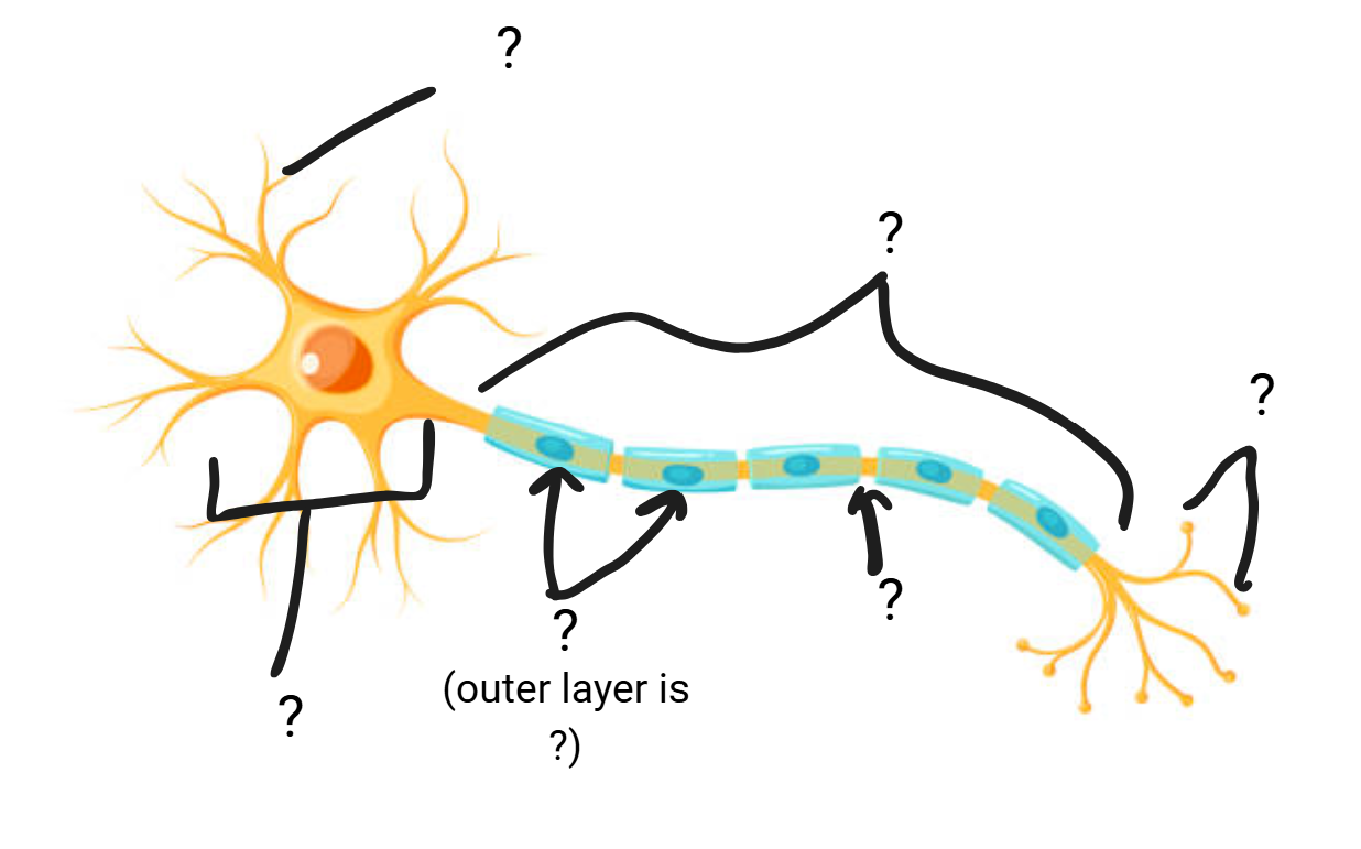 <p>Structure of neuron</p>