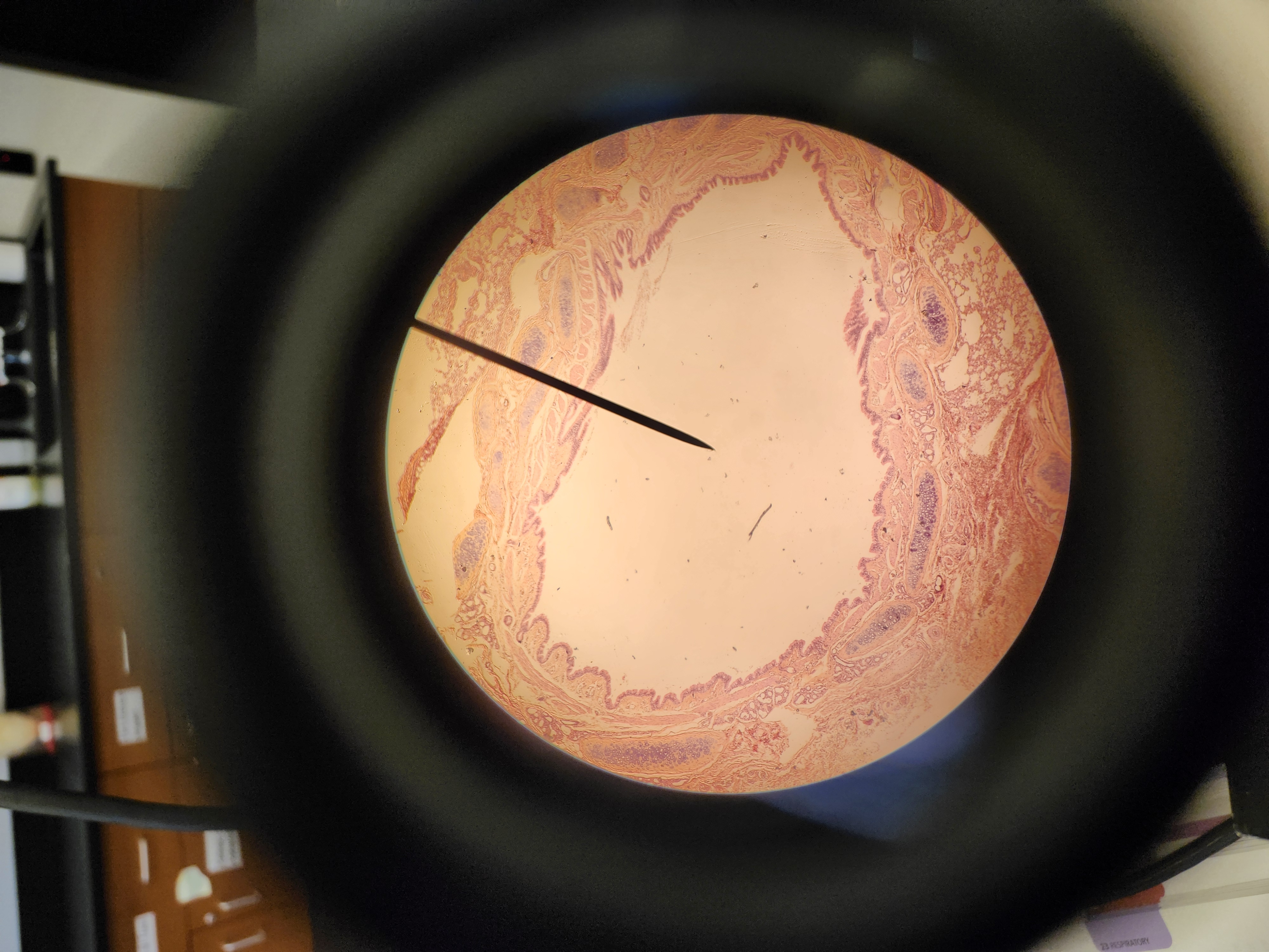 <p>[Histology] Function?</p>