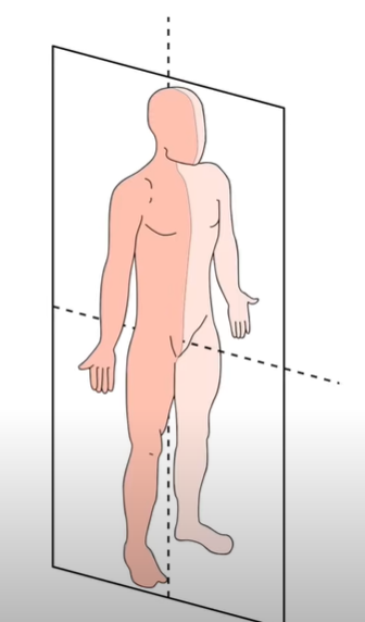 <p>strėlinė, sagitalinė plokštuma</p>