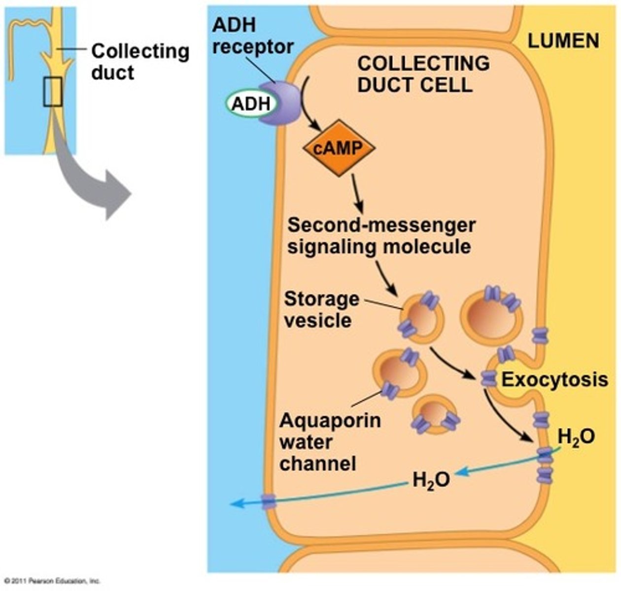 <ol><li><p>ADH is released from the pituitary gland and carried in the blood to the cells of the collecting duct.</p></li><li><p>The hormone does not cross the membrane of the tubule cells. Receptors are complementary and specific in shape to ADH, and it binds to these receptors on the cell surface membrane</p></li><li><p>This triggers the formation of cAMP as a second messenger in the cell</p></li><li><p>cAMP causes a cascade of events</p></li></ol><p></p>