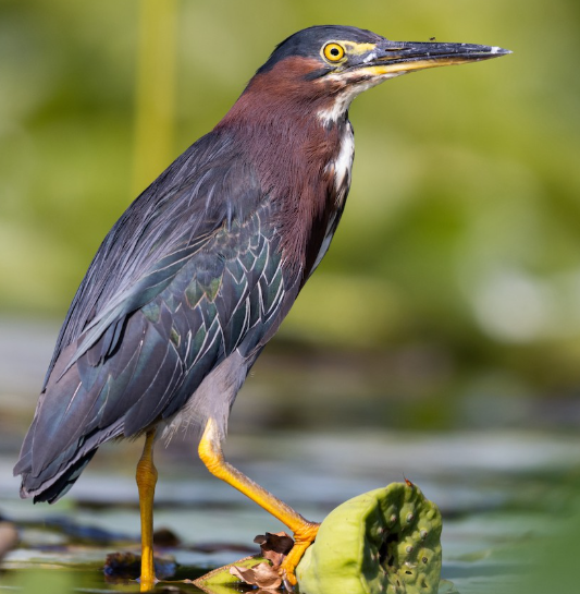 <p>What bird is this? </p>