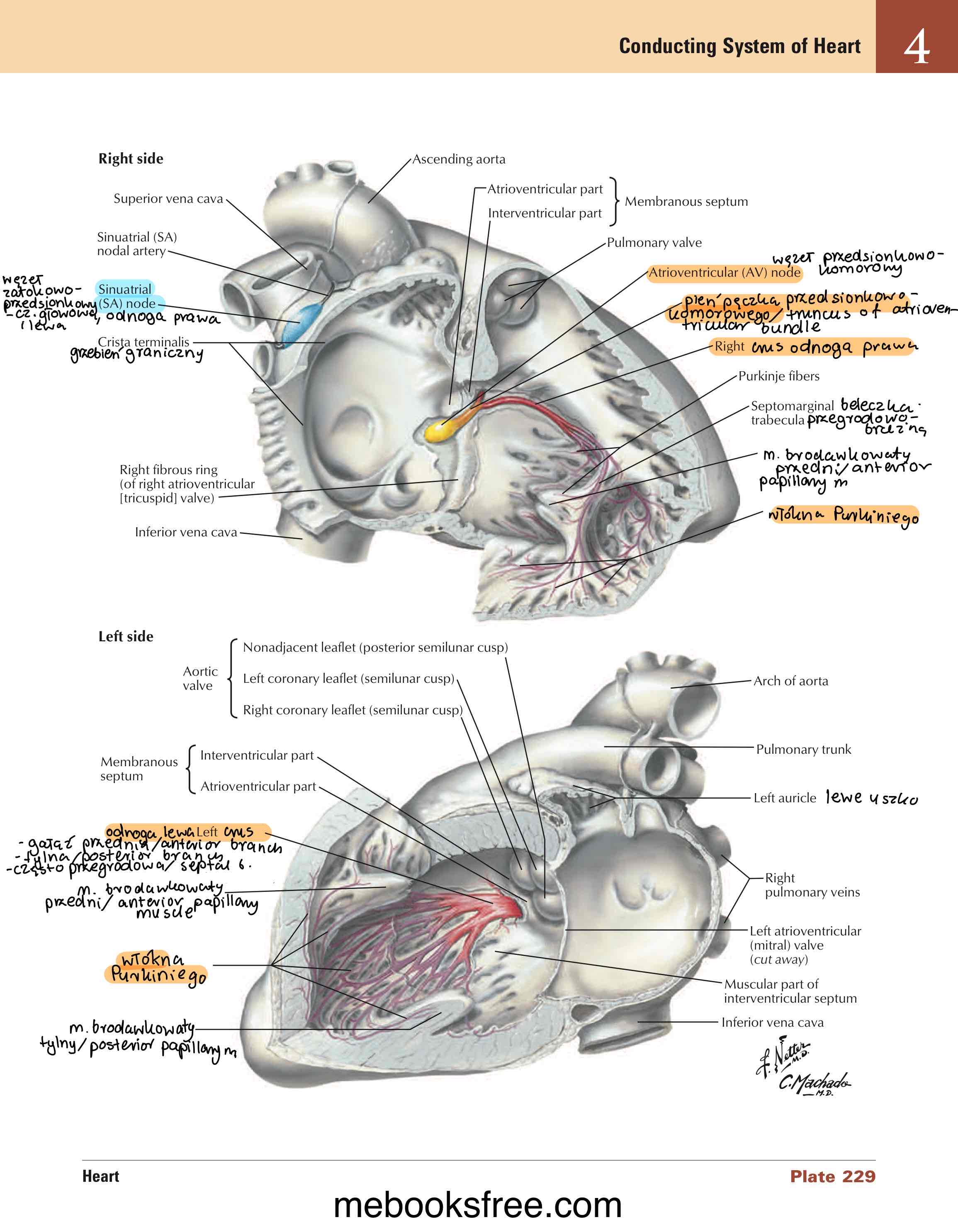 <p>układ przewodzący serca / heart conduction system</p>