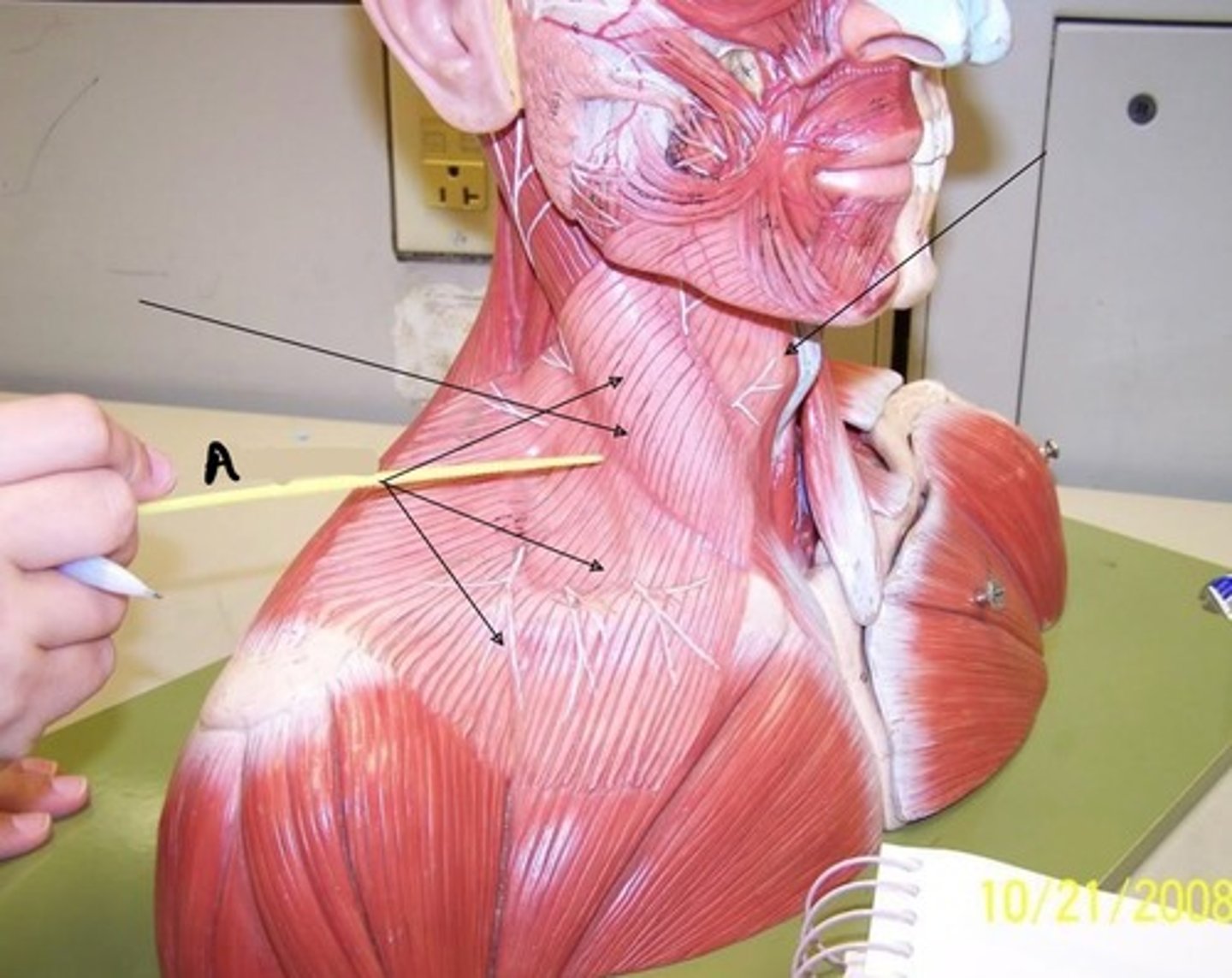 <p>A-</p>