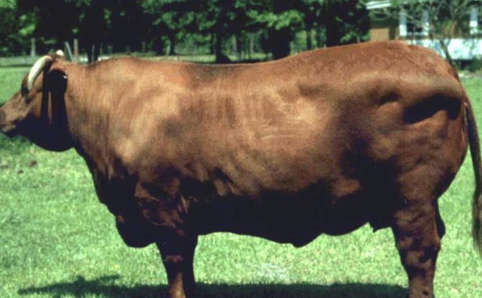 <p>What is the BCS of this beef cow?</p>