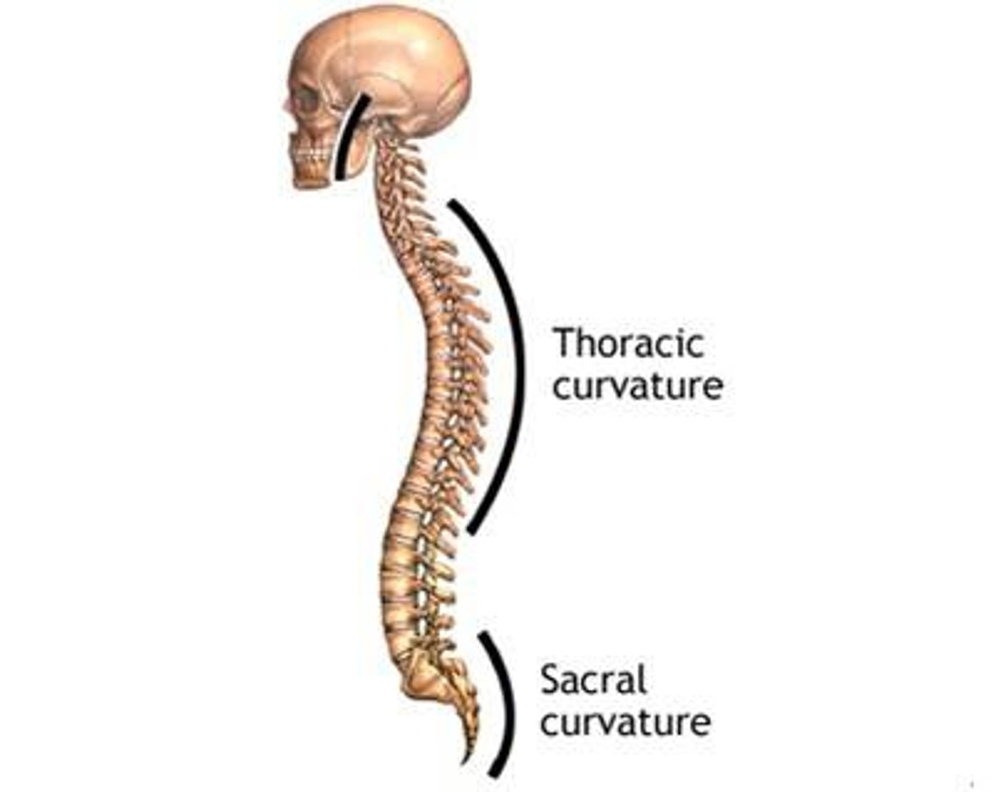 <p>present at birth (thoracic & sacral curvatures)</p>