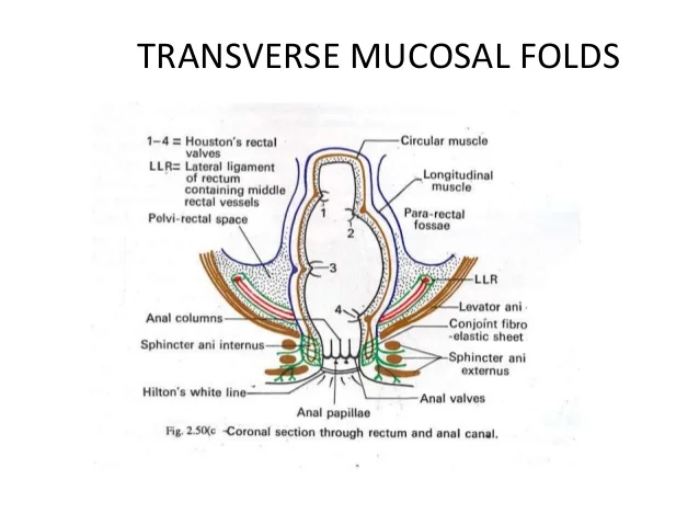 <p>A. Transverse rectal folds</p><p>specialized <strong>folds of the rectal wall</strong> that help support and retain fecal material, preventing its premature movement toward the anal canal</p><ul><li><p class=""><strong>Circular folds</strong> (plicae circulares) are found in the small intestine, not the lower GI tract.</p></li><li><p class=""><strong>Anal valves</strong> are small crescent-shaped folds at the lower end of anal columns and help with sealing the anal canal but don’t support fecal matter.</p></li><li><p class=""><strong>Anal columns</strong> are vertical folds in the upper anal canal containing blood vessels but are not primarily for supporting feces</p></li></ul><p></p>