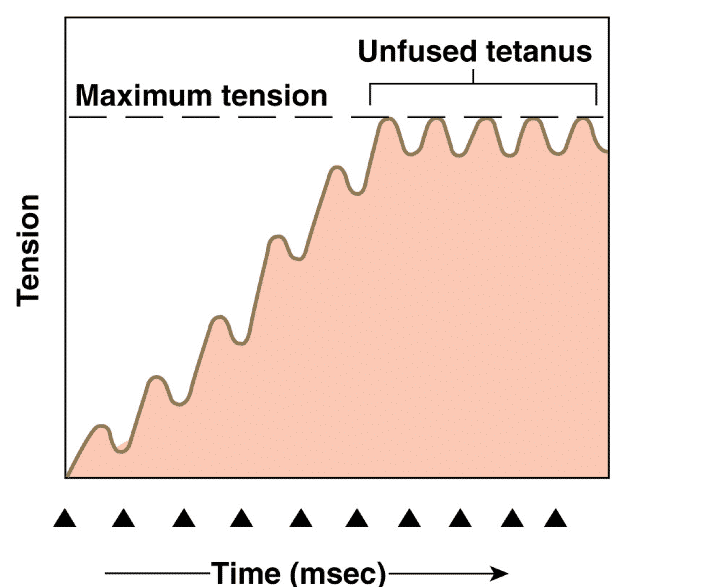 <p>when the freq of the ap still allows for partial relaxation between twitches, the tension in the muscle plateaus&nbsp;</p>