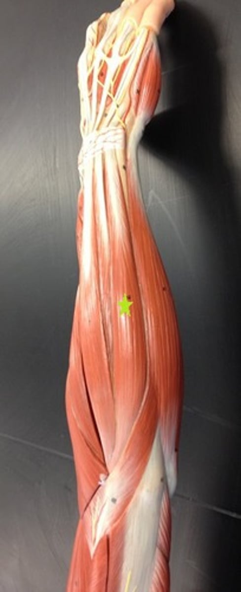 <p>Extends and adducts hand</p>