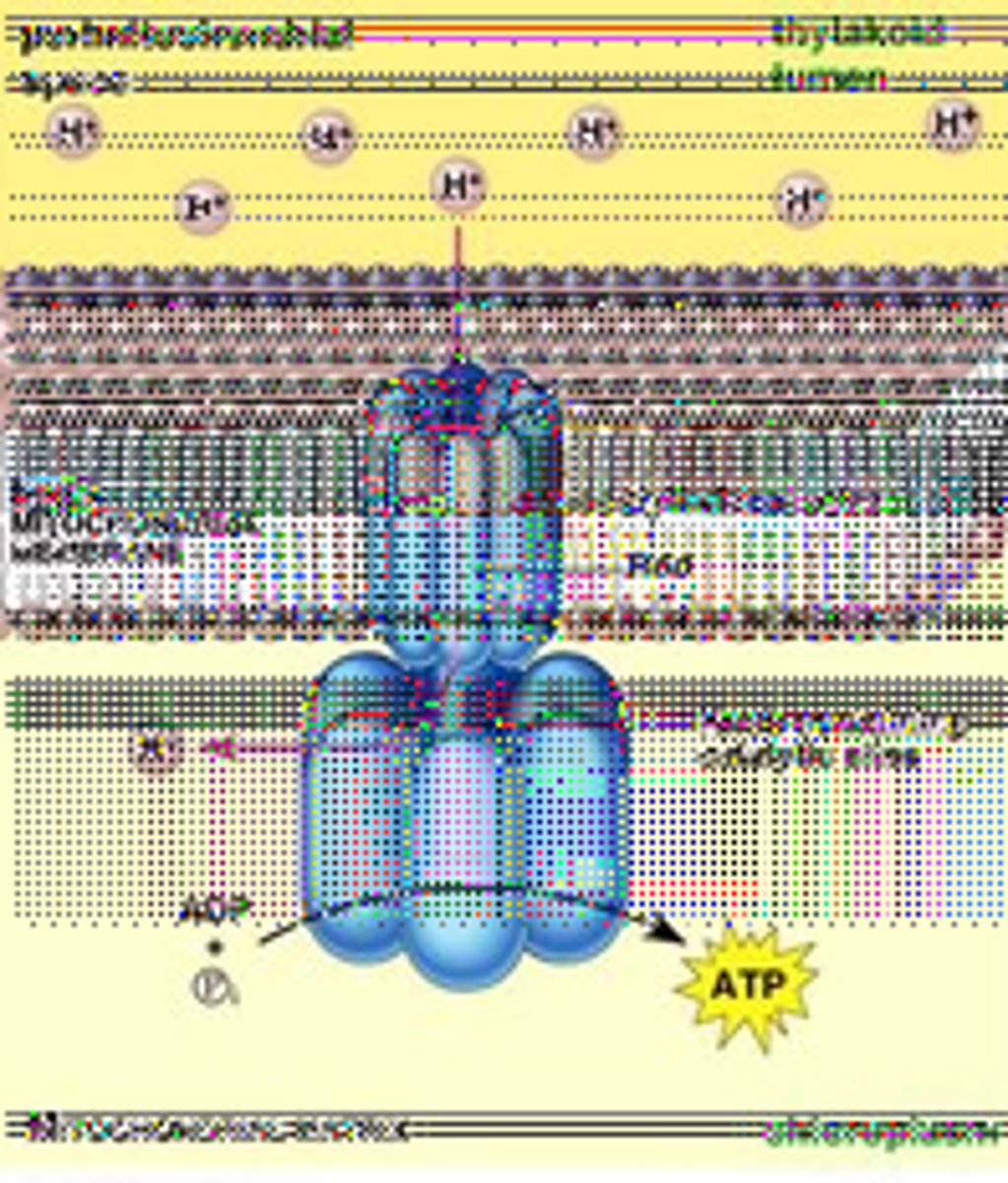 <p>A process for synthesizing ATP using the energy of an electrochemical gradient and the ATP synthase enzyme.</p><p>Creates almost 90% of ATP, powered by redox reactions.</p>