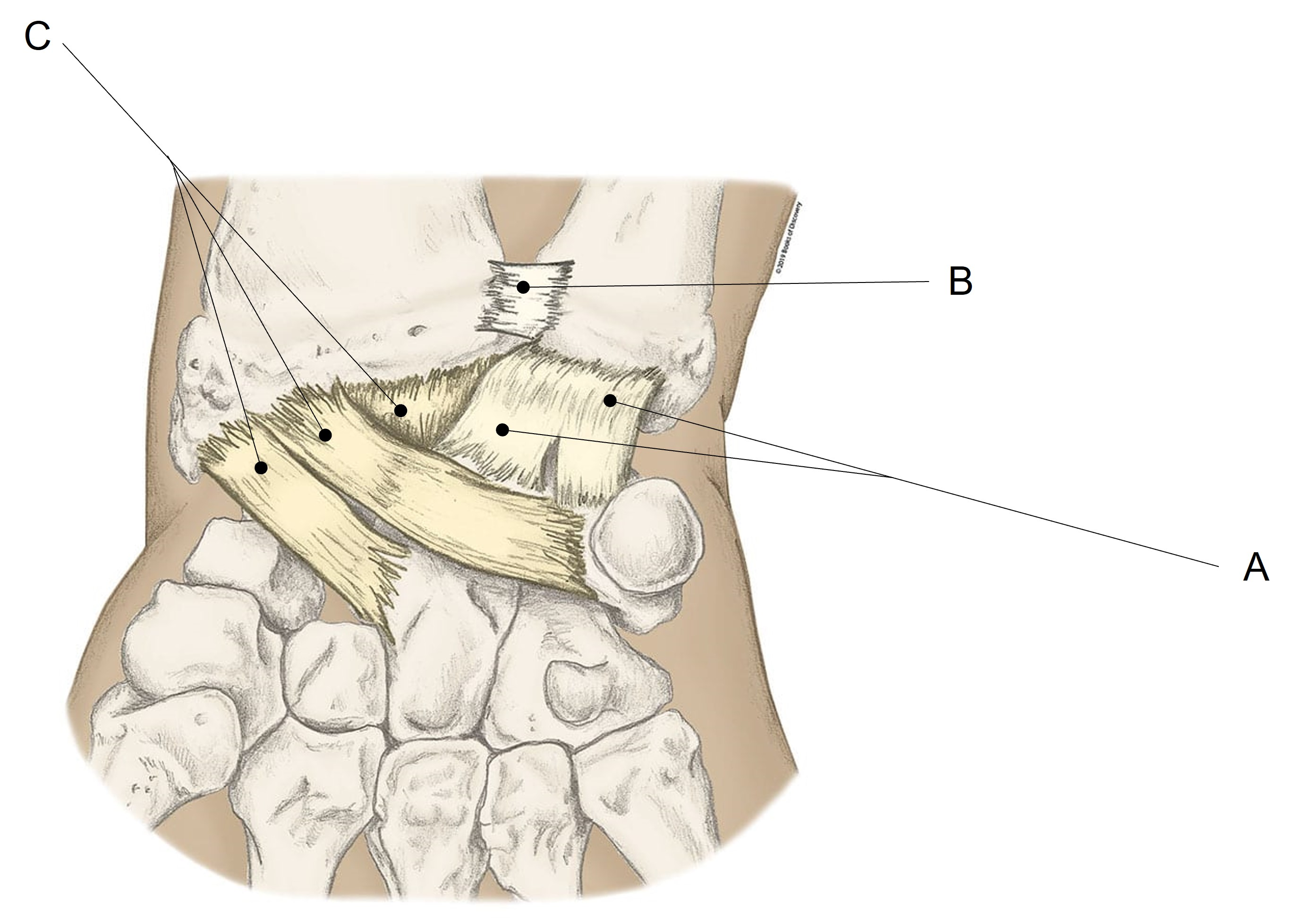 <p>Match the appropriate term with the landmark or structure identified in the picture below. Answers are used once and there are incorrect choices.</p><p></p>