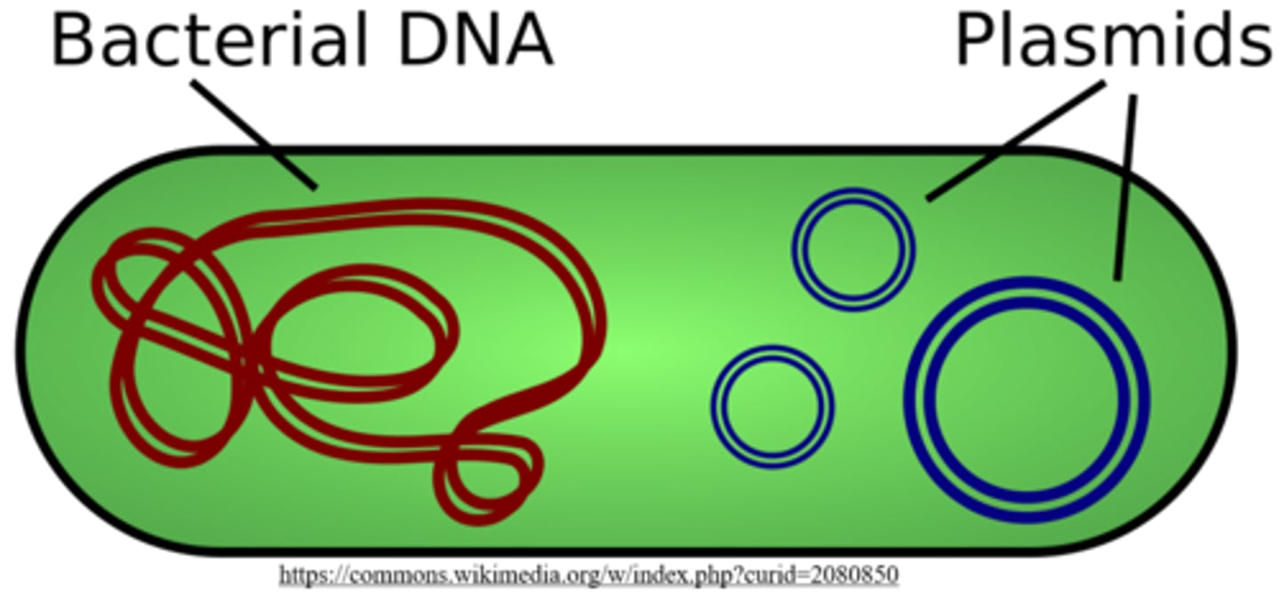 <p>plasmids</p>