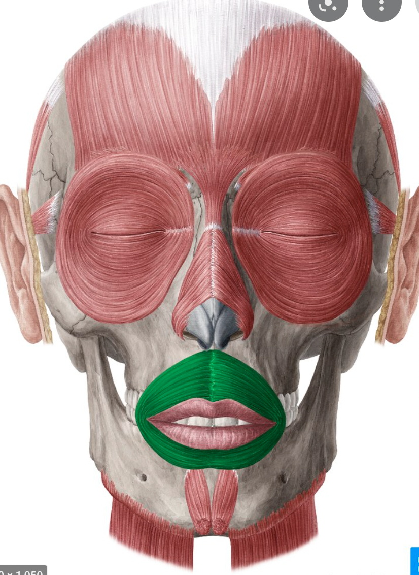 <p>origin : maxilla &amp; mandible insertion : angle of the mouth</p>