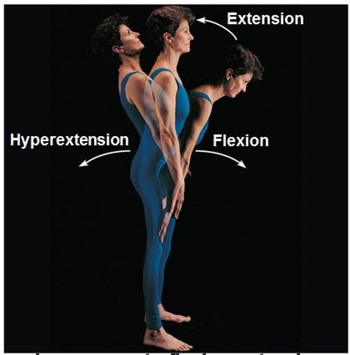 <p>opposite of flexion</p>