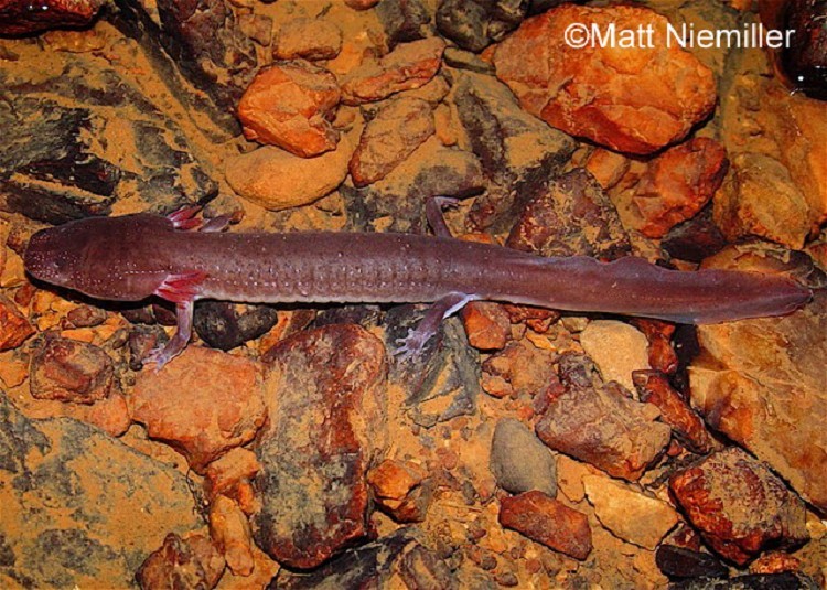 <p>A long-bodied salamander (4.0 to 9.0 inches in length) with small eyes, lack of eyelids, wide head, spatulate snout, and bright red feathery, external gills. Overall coloration is salmon to pale pink with a pale belly. Also, has a unique dark stripe on forward half of the throat.</p>