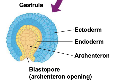 <p>Ectoderm, Endoderm, Archenteron, Blastopore (archenteron opening)</p>