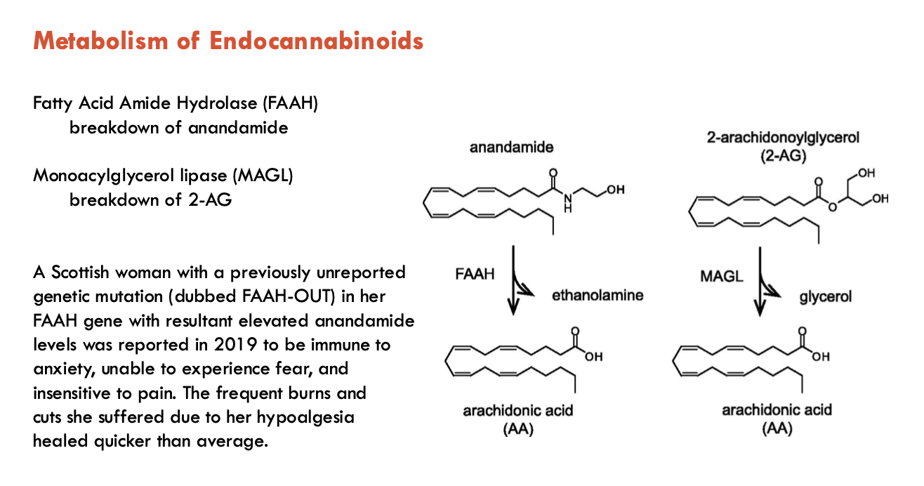 <ol><li><p>Fatty Acid Amide Hydrolase (FAAH): breaks down <u>anandamide</u></p></li><li><p>Monoacylglycerol lipase (MAGL): breaks down 2-AG</p></li></ol><p></p>