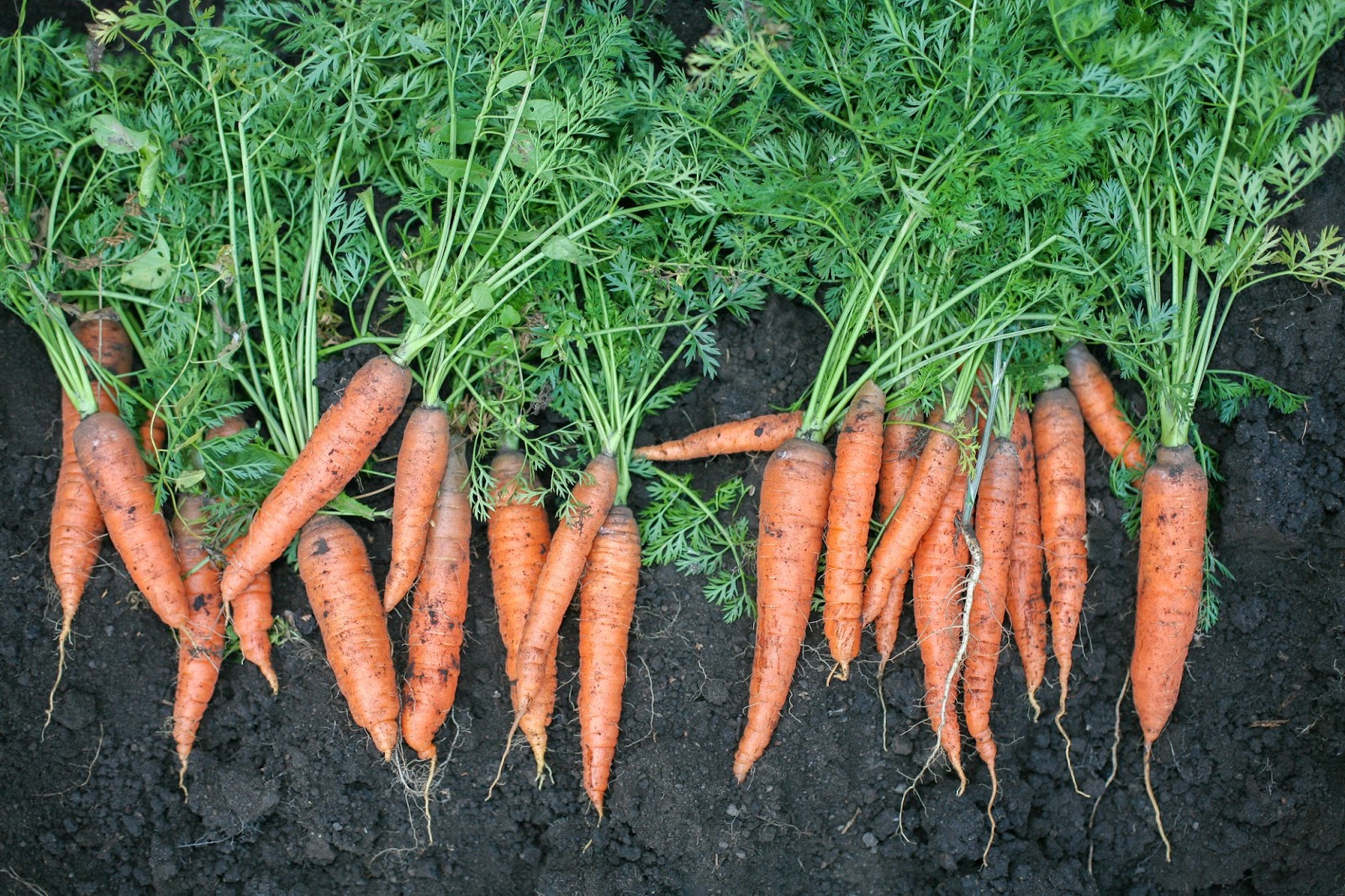 <p>Carrot</p>