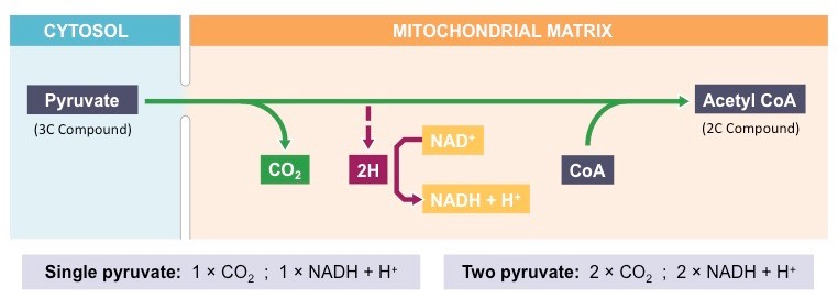 <p>The <u>reactants</u> of the link reaction are <strong>pyruvate</strong> and <strong>acetyl coenzyme</strong>. Pyruvate comes from glycolysis. Coenzyme A is needed to form acetyl-CoA.</p><p>The <u>products</u> of the link reaction is <strong>Acetyl coenzyme A (Acetyl-CoA), carbon dioxide, NADH + H<sup>+</sup>.</strong> </p>