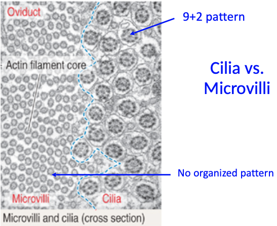 <ul><li><p><strong>Cilia are longer and more sparse</strong> than microvilli (individual cilia more easily discernible)</p></li><li><p><strong>Dark line of basal bodies</strong> along apical surface of ciliated cells <strong>appears similar to terminal web of microvilli</strong></p></li></ul><p></p>
