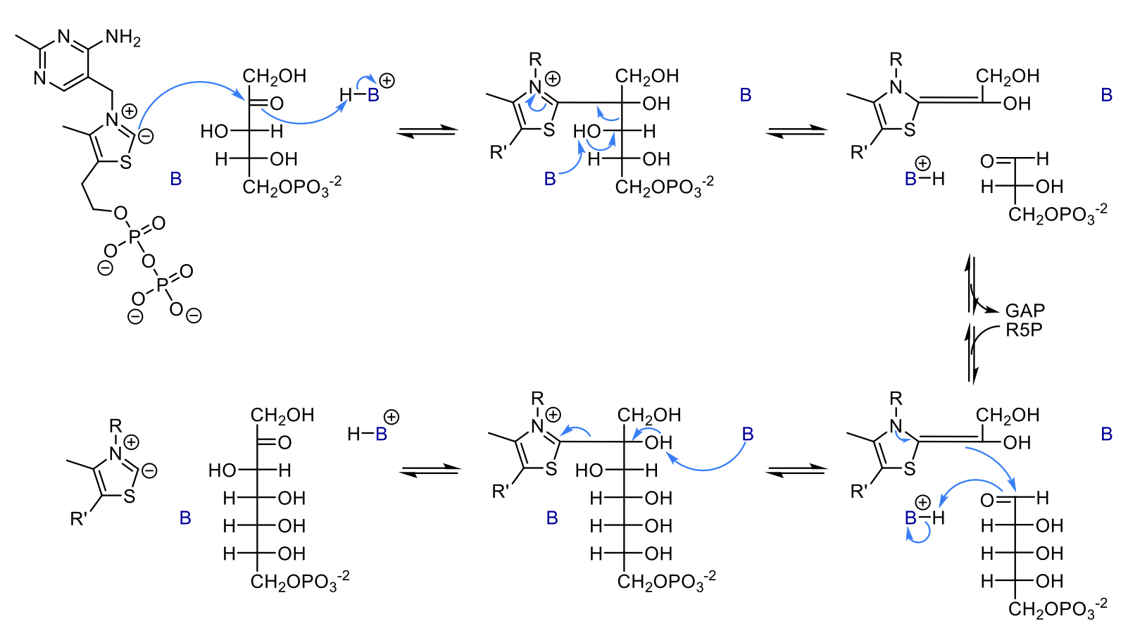 <ol><li><p>The negative charge on the active site TPP acts a a nucleophile and attacks the slightly positive C of the substrate’s carbonyl. the carbon of the carbonyl will then get a H from a nearby base. </p></li><li><p>the TPP is bound to the sugar and pulls electrons from it to stabilize it. The OH on the alpha carbon gives up its proton to a base and forms a carbonyl. this causes the bond between carbons 2 and 3 to break. These electrons are added to the sugar-TPP bond, producing the 2 carbon unit which is doubly-bound to TPP and GAP. </p></li><li><p>GAP leaves the active site, R5P or E4P (whatever is next substrate) comes into active site</p></li><li><p>electrons from the double bond between the 2-carbon unit and TPP are used to form a bond with the new substrate by attacking the carbonyl. the oxygen of the carbonyl (on carbon 3) picks up a H to form OH</p></li><li><p>a base takes a H from the OH group on carbon 2 so it can form a carbonyl. This causes the bond between TPP and the carbon to break. </p></li><li><p>product is formed and TPP is back to normal with one positive charge and one negative charge, ready for next reaction</p></li></ol>