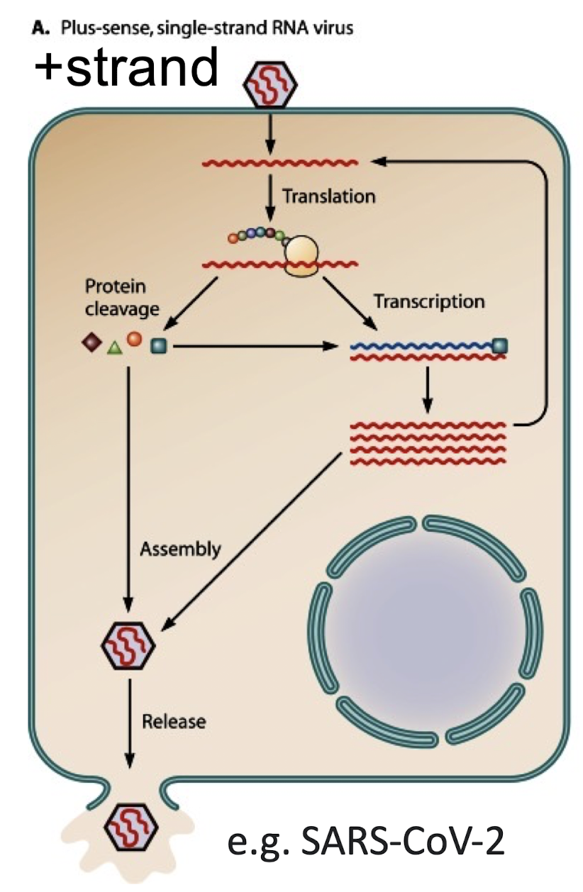 <p><strong>A type of single-stranded RNA virus whose RNA <u>CAN</u> be directly translated into proteins.</strong></p><p><strong><mark data-color="green" style="background-color: green; color: inherit;">eg SARS-CoV-2 </mark></strong></p>
