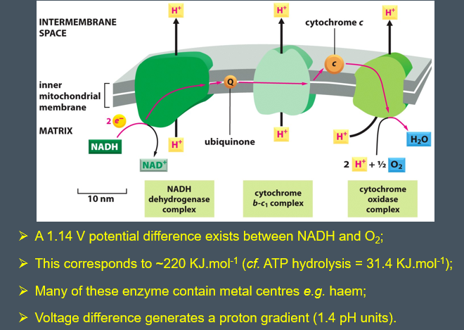 <ul><li><p>NADH and FADH<sub>2</sub> are deoxidised which causes the release of high energy electrons </p></li><li><p>in the systems there are a series of electron acceptors which include proteins and enzymes and the electrons from the NAD &amp; FAD  are fed between the acceptors  </p></li><li><p>during this process oxygen gets reduced to water </p></li><li><p>protons are exported from inside the mitochondria matrix  to the  intermembrane space  to produce a gradient </p></li></ul><p></p>