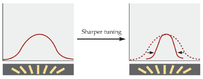 <p><em><span>S</span></em><span>harper tuning (horizontal bell curve shrinking)</span></p>