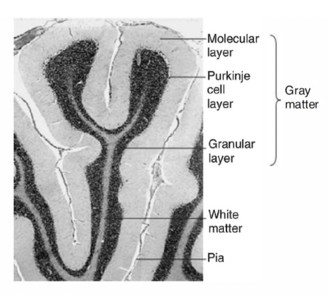 <p>The cerebellar cortex consists of three layers of differentiated neurons (Granule, Golgi, Purkinje, Basket and Stellate):</p><ol><li><p><strong>Molecular:</strong> Contains cell extensions and some interneurons (basket cells and stellate cells)</p></li><li><p><strong>Purkinje:</strong> Contains Purkinje neurons, whose axons project to the deep nuclei and are the only exit route from the cortex</p></li><li><p><strong>Granular: </strong>The most abundant layer in terms of cells. Among them are the granules cells, whose ascending axons branch out in a "T" shape, forming parallel fibres that synapse on the Purkinje</p></li></ol><p></p>