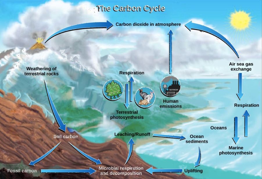 <p>1) Photosynthesis</p><p>2) Resperation</p><p>3) Exchange</p><p>4) Sedimentation</p><p>5) Extraction</p><p>6) Combustion</p>