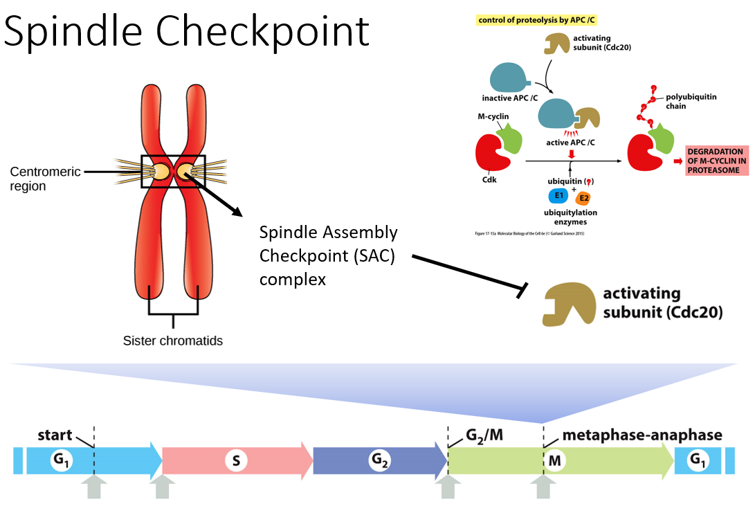 __checks for__: proper attachment of all spindles

\
Unconnected kinetochores bind proteins to form **spindle assembly checkpoint (SAC) complex**.

* SAC complex binds and sequesters **Cdc20**

\
__Once all spindles are attached__: 

* Cdc20 is released (activated)